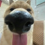 不许叫