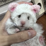 果酱猪猪瓜
