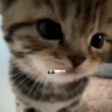 花生芝麻调和油