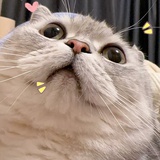 小元宝