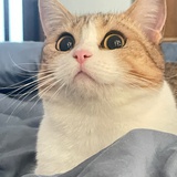 打工小兔兔