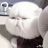 百变小樱魔术卡
