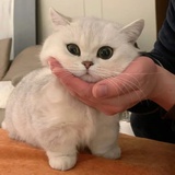 不吃仙贝