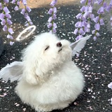 雲裡有星