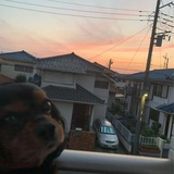 小狗日记