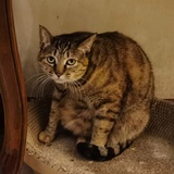榴莲猫