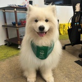 鱼丸丸粗粗面