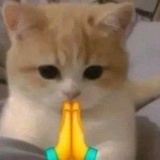 吃点胡萝卜