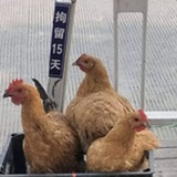 太升路捡的手机