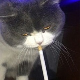 金本芳电眼帅哥