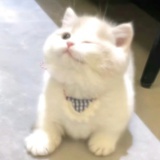 鹿屿