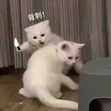 阑珊初上丶