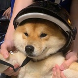 🐶