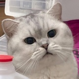 柠檬快乐水
