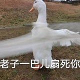 扑棱的大飞鸭