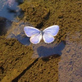 Butterfly ᑋᵉᑊᑊᵒ