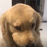 狗都比我会嗑