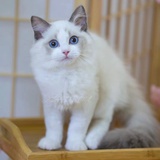 雪团子
