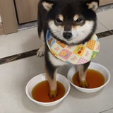 不熬夜的秃头