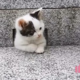 ꪔ̤̮