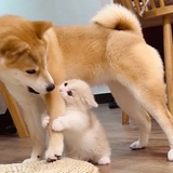 猪猪包