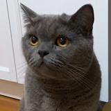 汤圆圆