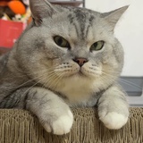 香菜来十斤