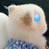 牛奶秋刀鱼