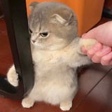 鹅呀