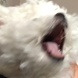 壹壹