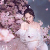 杨幂小狐狸