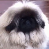 一只黑脸北京犬