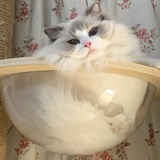 菠萝包