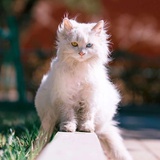 evil天然猫