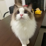 苏咪和福咪