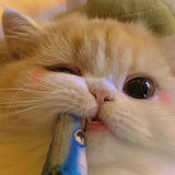 妮可罗宾