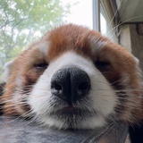 HappyRedPanda