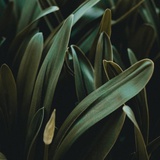 我家住在植物园