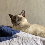 🐱