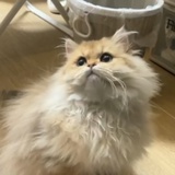 汭豆豆豆