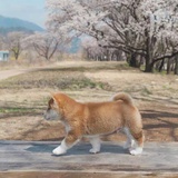 哒达