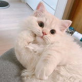 i香草冰淇淋