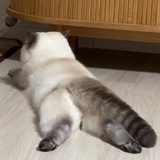 实习猫