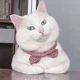 柠檬百香果