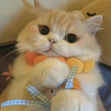 钮钴禄·鸭腿～
