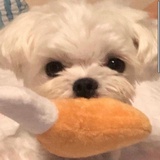 🥺