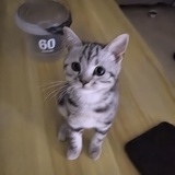 煎梨