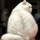 贾壹