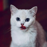 贾壹