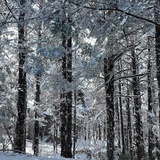 月色与雪色